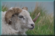 Ram